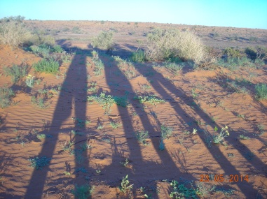 Legs in the desert