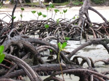 Mangroves Cape york