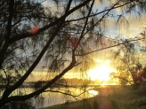 Sunset through the she oaks at Pennefather